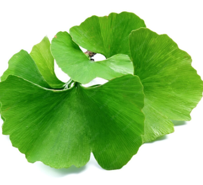 Ginkgo Biloba
