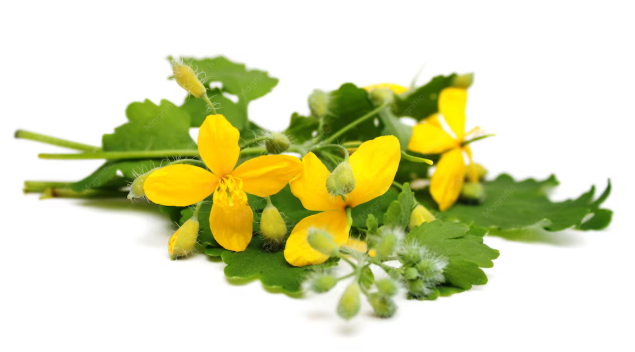 Tribulus Terrestris